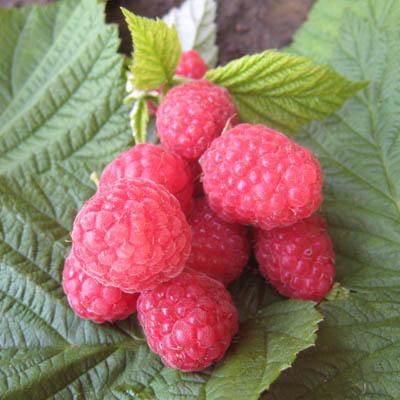 Малина ремонтантные сорта Бабье лето/ЦКорЛюкс в интернет гипермаркете «Планета Лета». Фото