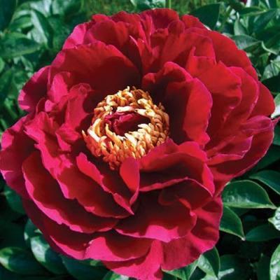 Пион травянистый Олд Фейтфул в интернет гипермаркете «Планета Лета». Фото