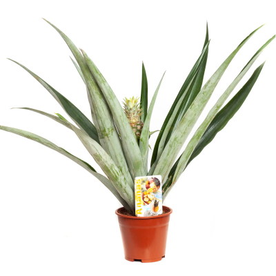 Ананас Champaca с плодом, Гор14, Выс60 в интернет гипермаркете «Планета Лета». Фото