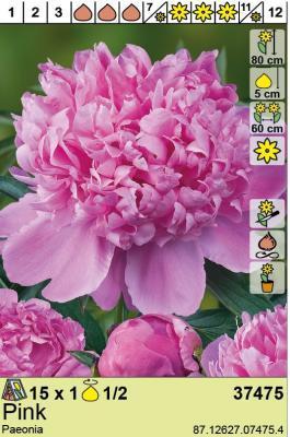 BES Пион Pink (x1) в интернет гипермаркете «Планета Лета». Фото