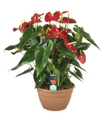 Антуриум Dakota, Гор17, Выс70 в интернет гипермаркете «Планета Лета». Фото