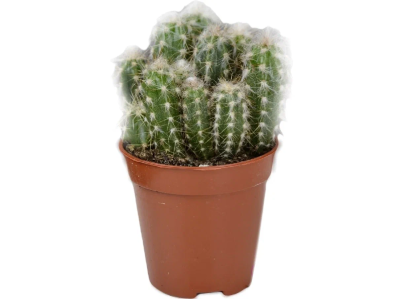 Кактус OREOCACTUS, Гор27, Выс40 в интернет гипермаркете «Планета Лета». Фото