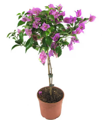 Бугенвиллея stam, Гор17, Выс60 в интернет гипермаркете «Планета Лета». Фото