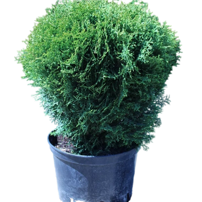 Туя запад.Hoseri, Гор17, Выс30 в интернет гипермаркете «Планета Лета». Фото