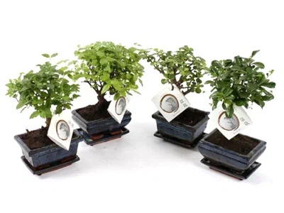 Бонсаи Mix, Гор26, Выс40 в интернет гипермаркете «Планета Лета». Фото