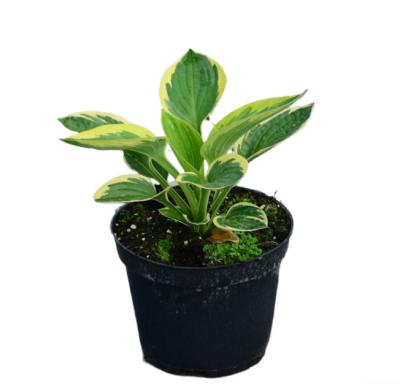 Хоста Голд Стандарт Гор17 М в интернет гипермаркете «Планета Лета». Фото