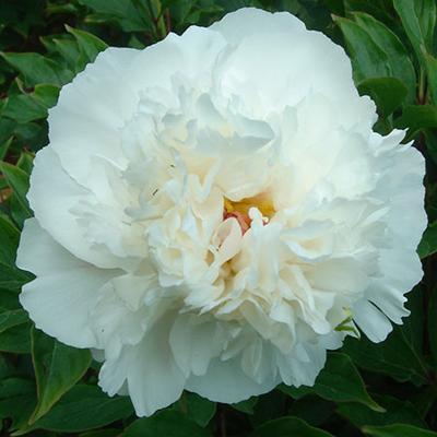 Пион травянистый Ледяной Бриз (туба) уп. в интернет гипермаркете «Планета Лета». Фото