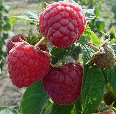 Малина перспективные сорта Крепыш П в интернет гипермаркете «Планета Лета». Фото