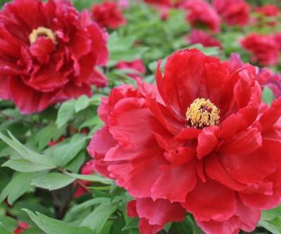 Пион древовидный Ароматное Воспоминание (туба) в интернет гипермаркете «Планета Лета». Фото