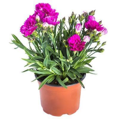 Гвоздика, Гор7 М в интернет гипермаркете «Планета Лета». Фото