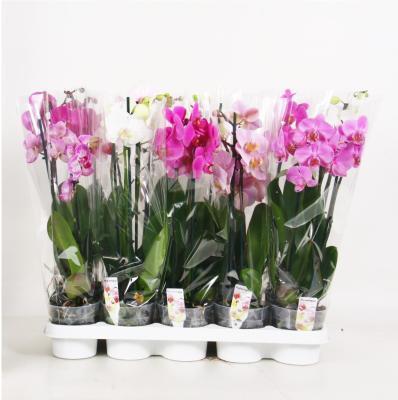 Фаленопсис 2 pp Big Lip, Гор12, Выс70 в интернет гипермаркете «Планета Лета». Фото