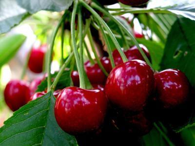 Черешня Июньская ранняя 2-летка ОКС Н150 в интернет гипермаркете «Планета Лета». Фото