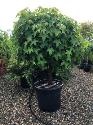 Ликвидамбар смолон.Gumball штамб, Гор35, Выс140 в интернет гипермаркете «Планета Лета». Фото