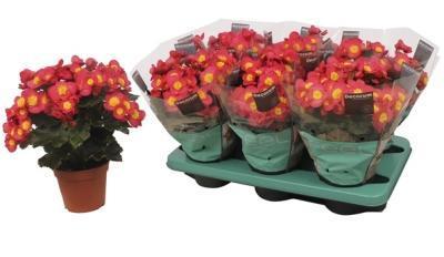 Бегония Valentino, Гор14, Выс30, I в интернет гипермаркете «Планета Лета». Фото