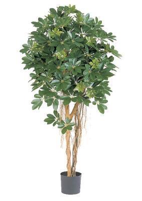 Шеффлера зонтичная зелёная 110 см 2/2 в интернет гипермаркете «Планета Лета». Фото