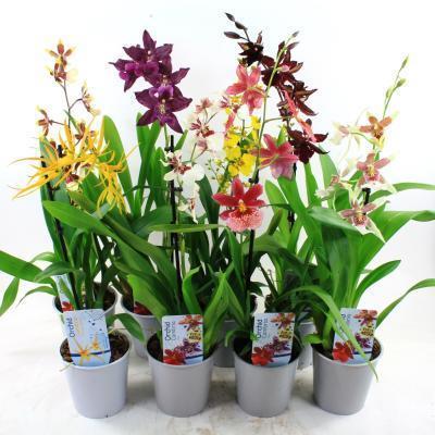 Орхидея Mix, Гор12, Выс35 в интернет гипермаркете «Планета Лета». Фото