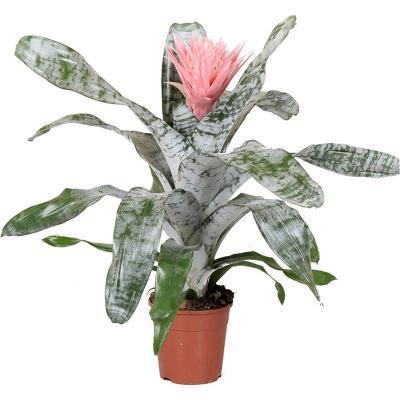 Эхмея Fasciata Primera, Гор15, Выс60 в интернет гипермаркете «Планета Лета». Фото