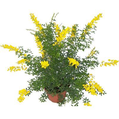 Дрок-Genista x spachiana, Гор13, Выс30 в интернет гипермаркете «Планета Лета». Фото