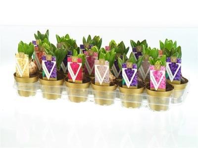 Гиацинт Mix, Гор9, Выс15 в интернет гипермаркете «Планета Лета». Фото