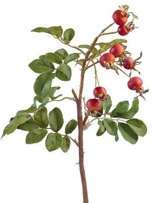 Шиповник ветка большая в-116 см 4/60, 30.0613200OR Ф в интернет гипермаркете «Планета Лета». Фото