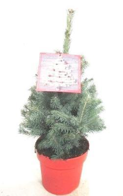 Ель колючая Super Blue, Гор19, Выс35 в интернет гипермаркете «Планета Лета». Фото