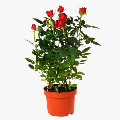 Роза микс, Гор24, Выс25 И в интернет гипермаркете «Планета Лета». Фото