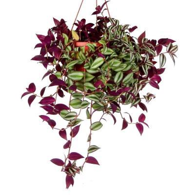 Традесканция, Гор18 М в интернет гипермаркете «Планета Лета». Фото