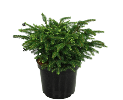 Ель обыкн.Nidiformis, Гор19, Выс40 в интернет гипермаркете «Планета Лета». Фото