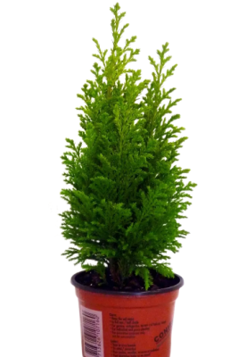 Кипарисовик Л.Ellwoods Empire, Гор17, Выс30 в интернет гипермаркете «Планета Лета». Фото