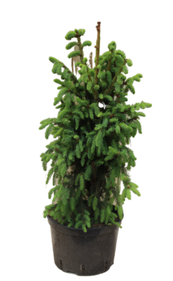 Ель обыкн.Cupressina, Гор35, Выс110 в интернет гипермаркете «Планета Лета». Фото