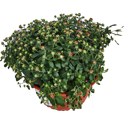 Хризантема в плошке, Гор23, Выс30 в интернет гипермаркете «Планета Лета». Фото