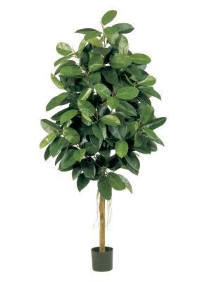 Фикус Эластика пёстрый 150 см 2/2 в интернет гипермаркете «Планета Лета». Фото