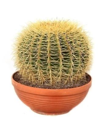 Эхинокактус Grusoni, Гор25, Выс30 в интернет гипермаркете «Планета Лета». Фото