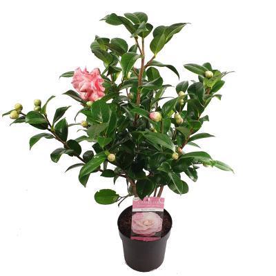 Камелия Japonica Jap. Nuccio махровая, Гор19, Выс50 в интернет гипермаркете «Планета Лета». Фото