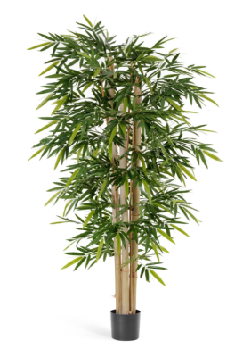 Бамбук Новый гигантский 150 см в интернет гипермаркете «Планета Лета». Фото