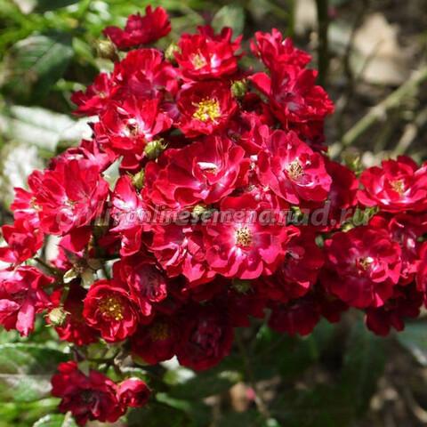 Роза миниатюрная Альберих П в интернет гипермаркете «Планета Лета». Фото