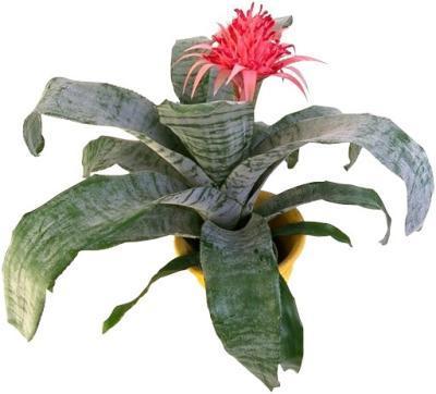 Эхмея Mohikan rood, Гор12, Выс50 в интернет гипермаркете «Планета Лета». Фото