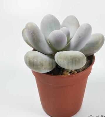 Кактус Pachyphytum Oviferum, Гор9, Выс15 в интернет гипермаркете «Планета Лета». Фото