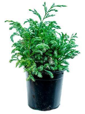 Кипарисовик Л.Boulevard, Гор17, Выс40 в интернет гипермаркете «Планета Лета». Фото