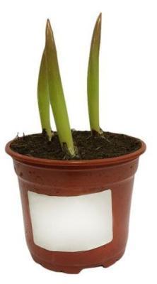 Тюльпан 3рр, Гор9, Выс15 в интернет гипермаркете «Планета Лета». Фото