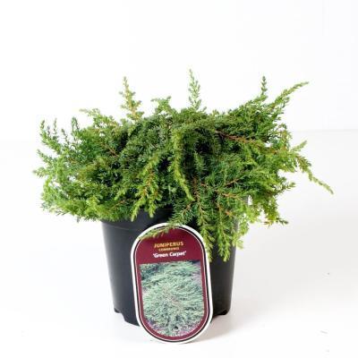 Можжевел.обыкн.Green Carpet, Гор13, Выс25 в интернет гипермаркете «Планета Лета». Фото