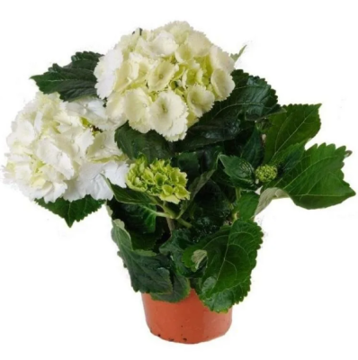 Гортензия крупноцв., Гор13, Выс30 в интернет гипермаркете «Планета Лета». Фото