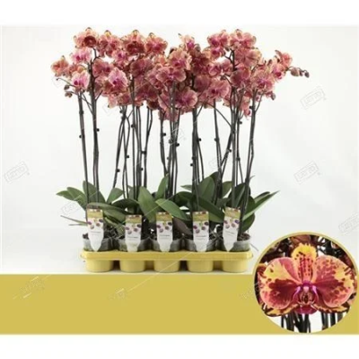 Фаленопсис 2 pp Mix Isa, Гор12, Выс55 в интернет гипермаркете «Планета Лета». Фото