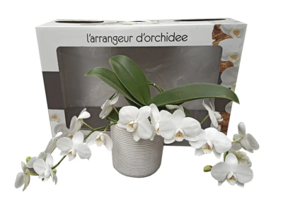 Фаленопсис L'arrangeur D'orchidee, Гор12, Выс40 в интернет гипермаркете «Планета Лета». Фото