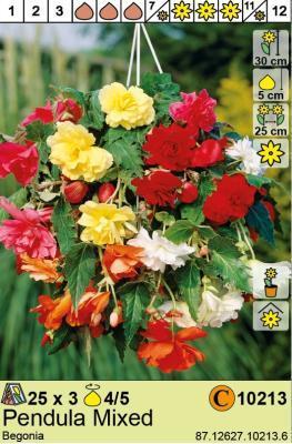 STA Бегония Pendula Mixed (x3) Holland Bulb Market в интернет гипермаркете «Планета Лета». Фото STA Бегония Pendula Mixed (x3) в интернет гипермаркете «Планета Лета». Фото