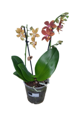 Фаленопсис 2 pp Multiflora Saffron Star, Гор12, Выс50 в интернет гипермаркете «Планета Лета». Фото