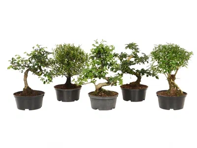 Бонсаи Mix, Гор17, Выс30 в интернет гипермаркете «Планета Лета». Фото