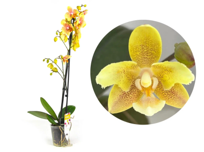 Фаленопсис 2 pp Yellow Chocolate, Гор12, Выс65 в интернет гипермаркете «Планета Лета». Фото