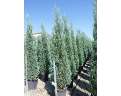 Можжевел.скал.Skyrocket, Гор30, Выс150-175 в интернет гипермаркете «Планета Лета». Фото