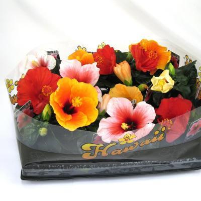 Гибискус Classic, Гор12, Выс40 в интернет гипермаркете «Планета Лета». Фото